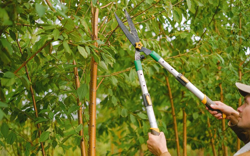 Tree trimming in Colts Neck, NJ